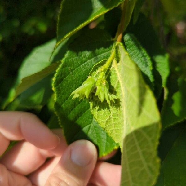 Corylus americana Fulla