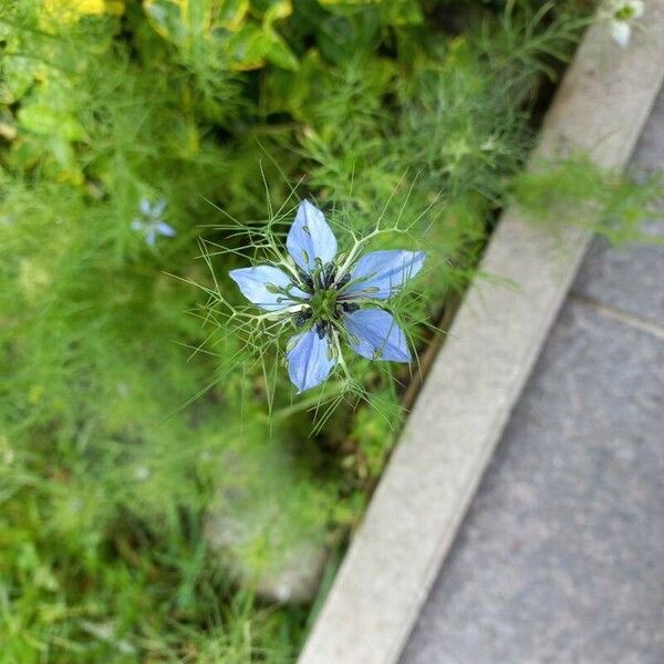 Nigella sativa Blomst