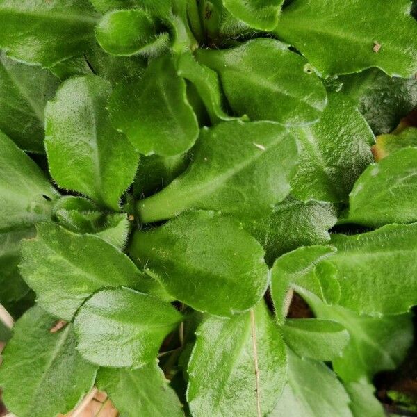 Bellis perennis Leaf