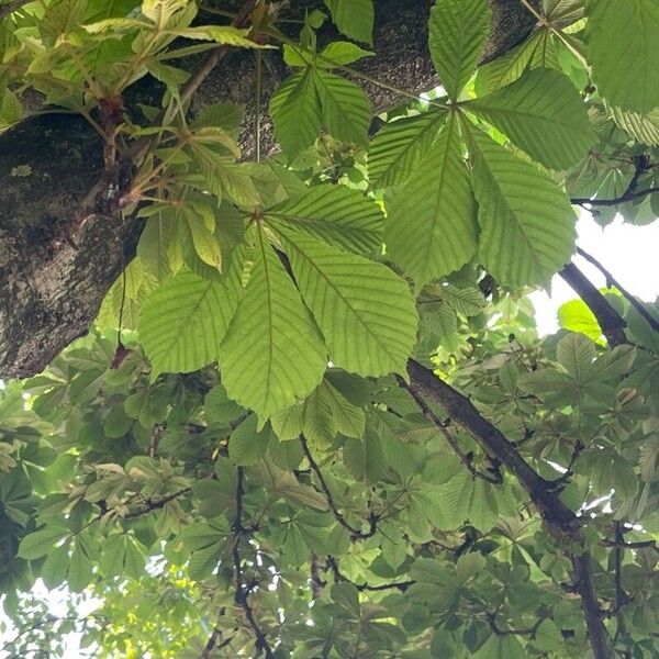 Aesculus turbinata Folha