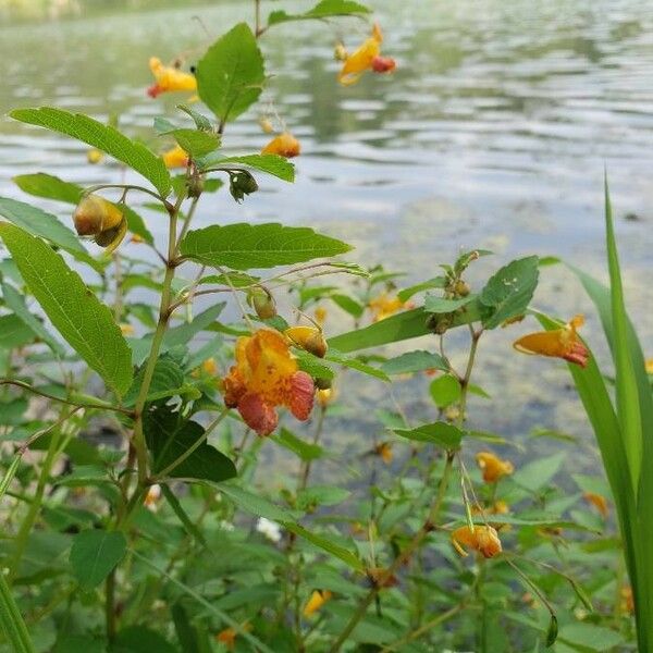 Impatiens capensis Fiore