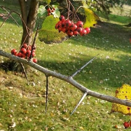 Crataegus phaenopyrum Fruchs