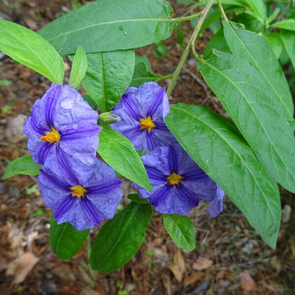 Lycianthes rantonnetii Flor