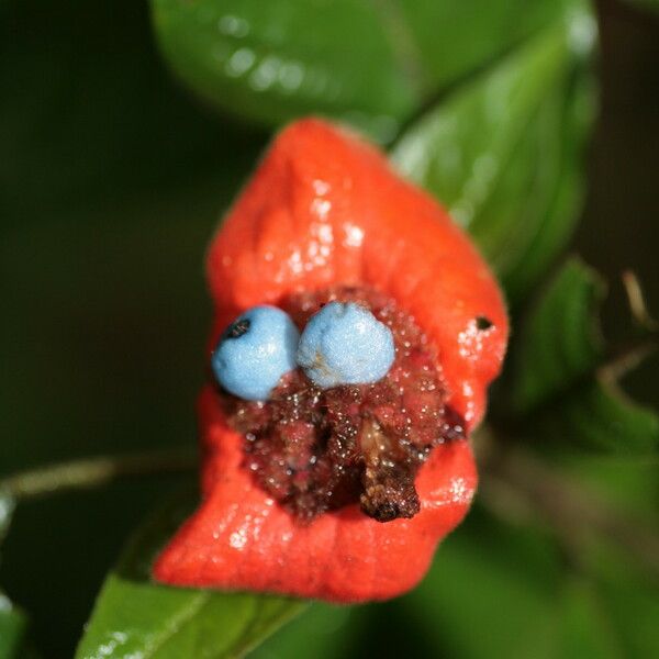 Psychotria poeppigiana Fruit