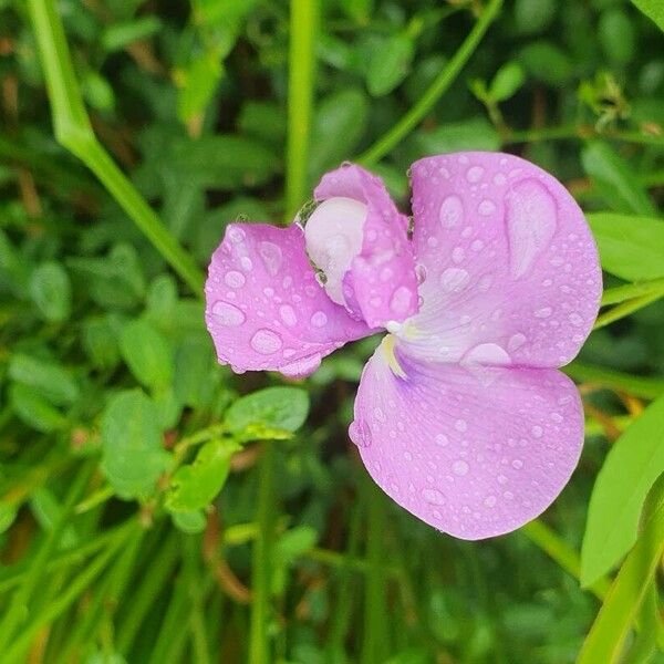 Vigna vexillata Fleur