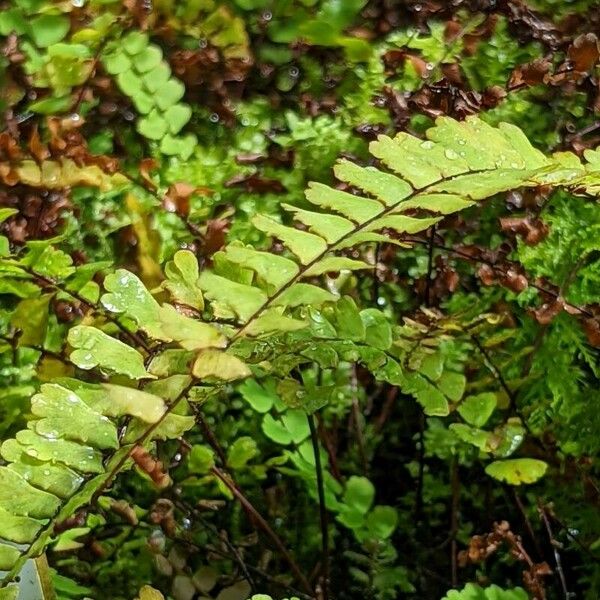 Adiantum edgeworthii Leaf