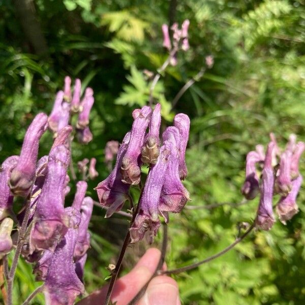 Aconitum lycoctonum ফুল