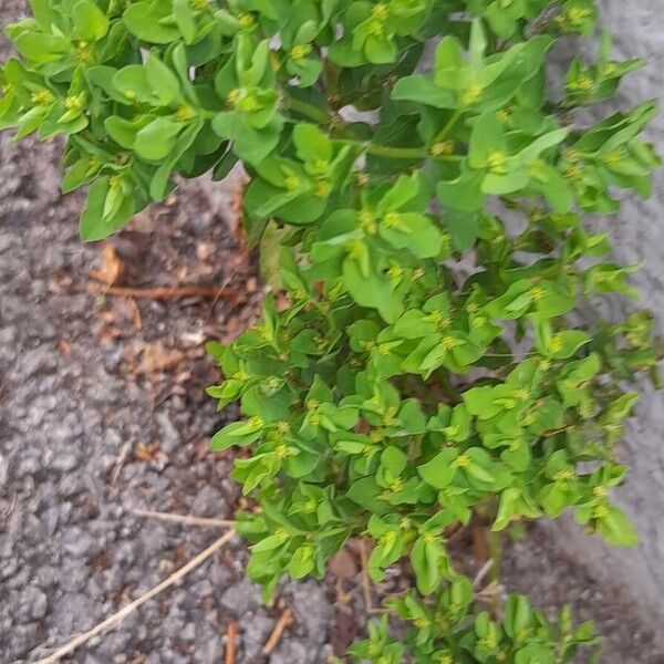 Euphorbia peplus Staniste