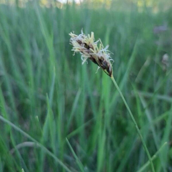 Carex divisa Flower