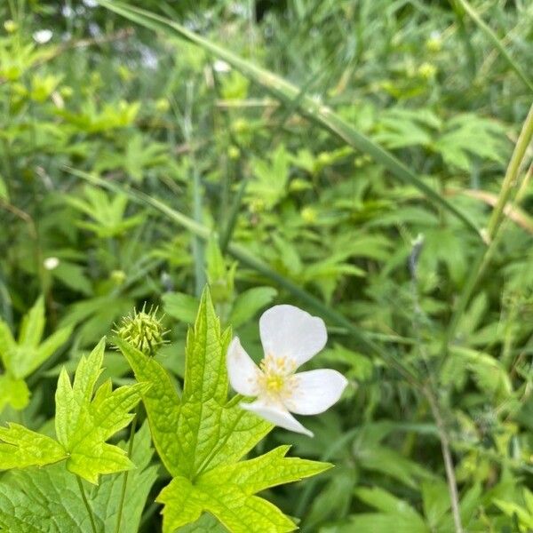 Anemonastrum canadense Cvet