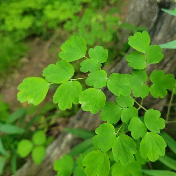 Thalictrum dioicum Fuelha