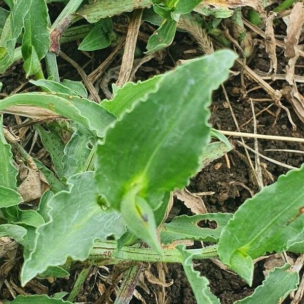 Commelina diffusa Лист