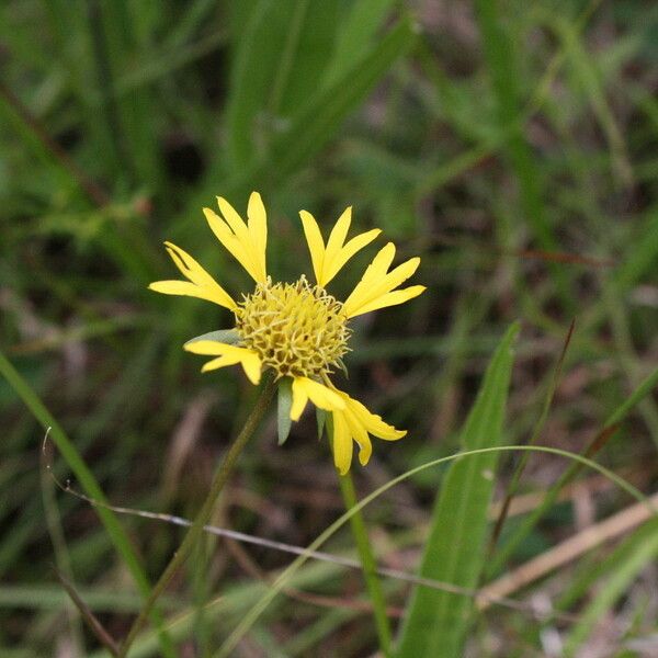 Gaillardia aestivalis Flower