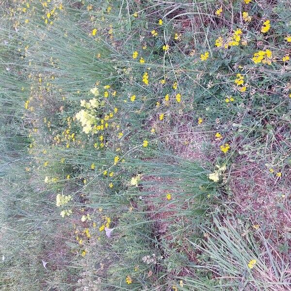 Biscutella laevigata Habit