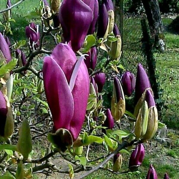 Magnolia liliiflora Floare