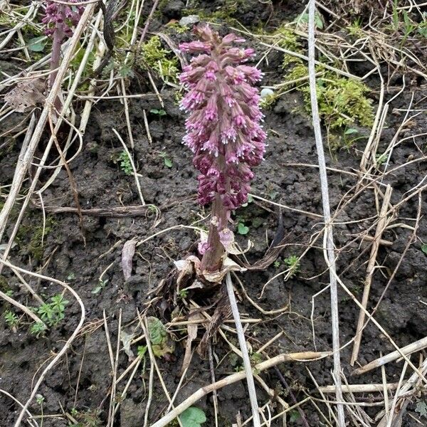 Petasites hybridus Žiedas