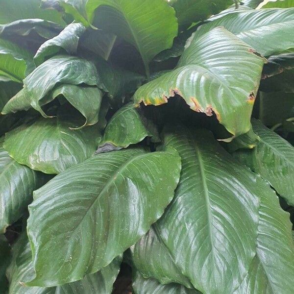 Spathiphyllum blandum Blad