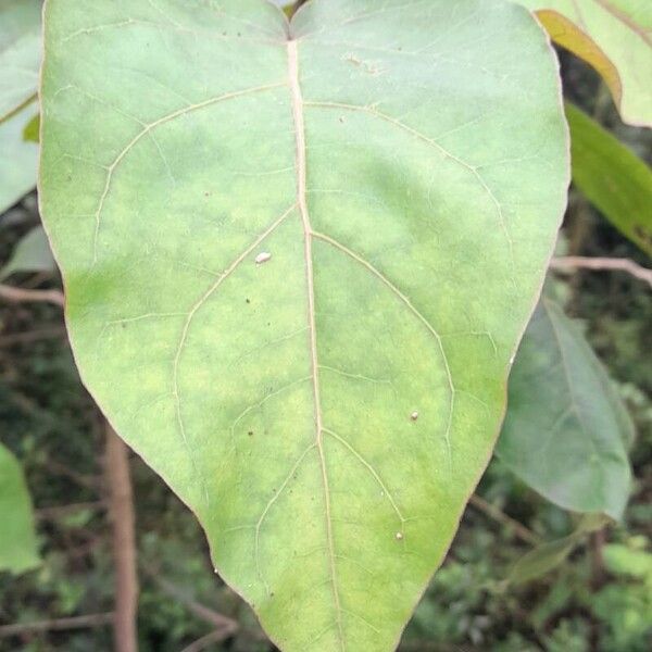 Solanum betaceum Folha