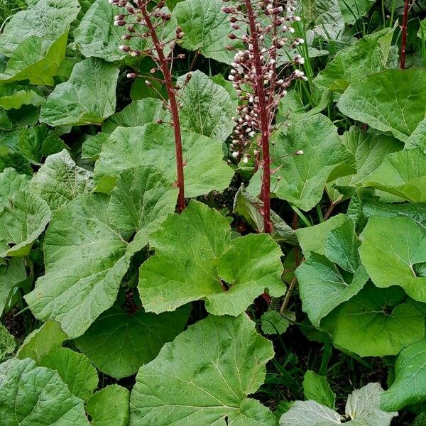 Petasites paradoxus Frukt