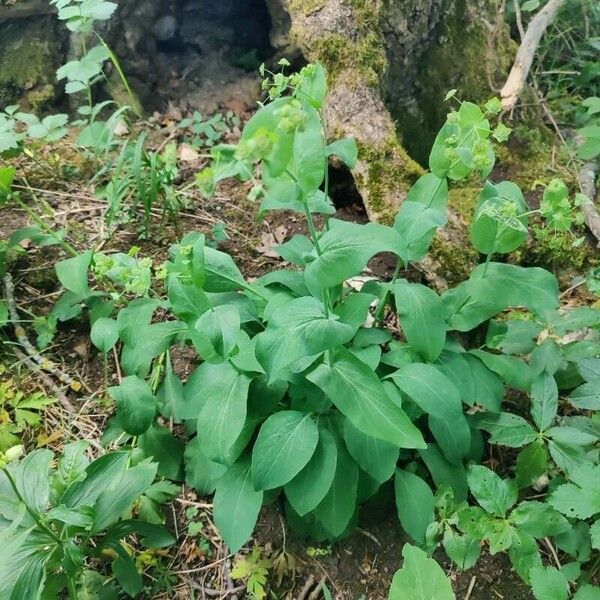 Bupleurum longifolium Fuelha