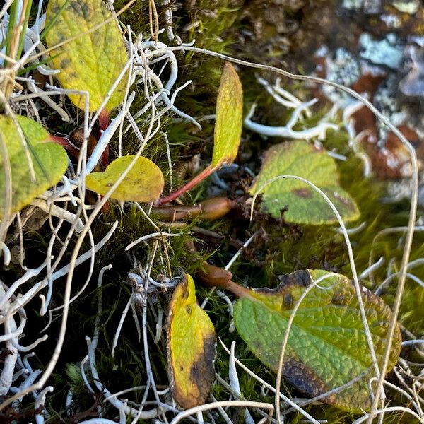 Salix reticulata Levél