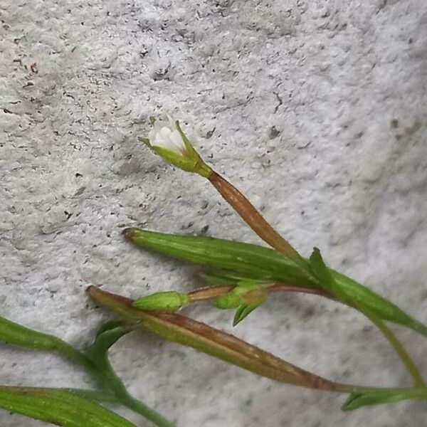 Epilobium brachycarpum Õis