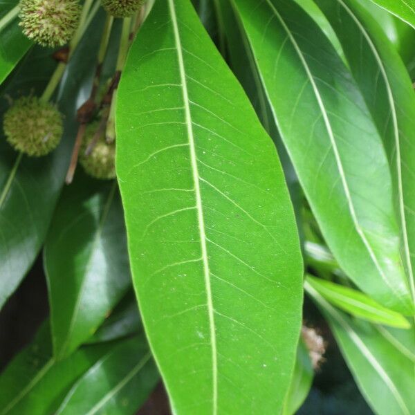 Breonadia salicina Leaf