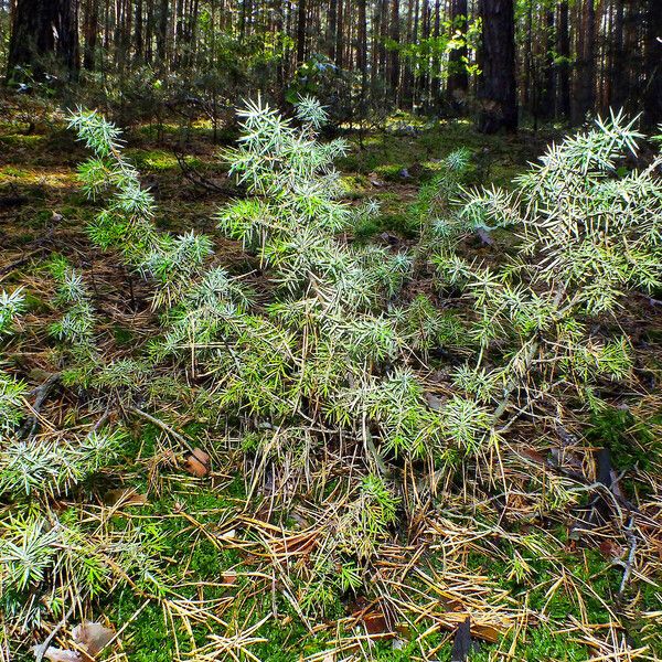 Juniperus rigida Συνήθη χαρακτηριστικά