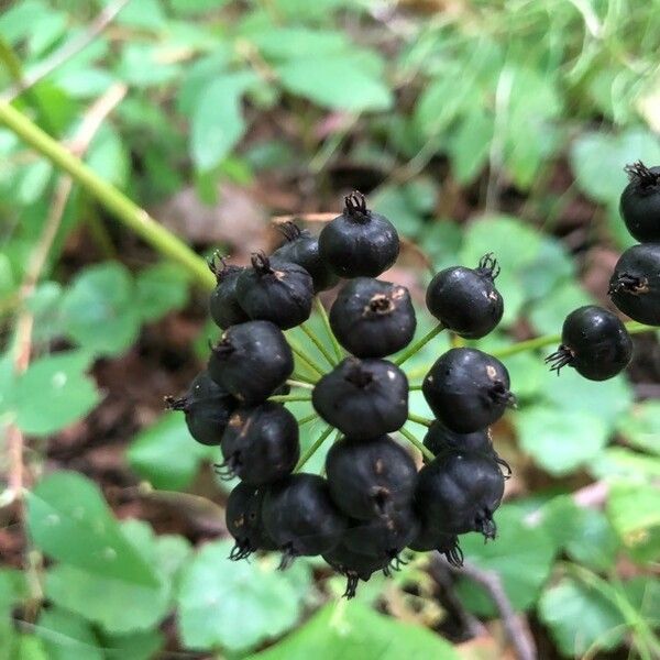 Aralia nudicaulis 果實