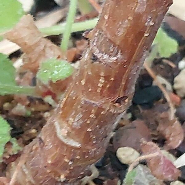 Pelargonium papilionaceum 樹皮