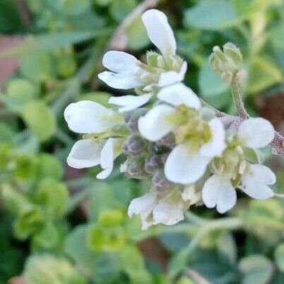 Berteroa incana Flower