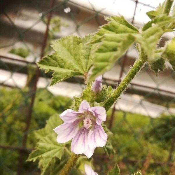 Malva sylvestris Цвят