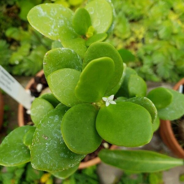 Hydnophytum moseleyanum Leaf