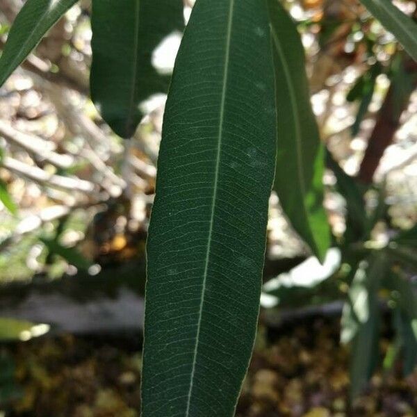 Nerium oleander Hostoa