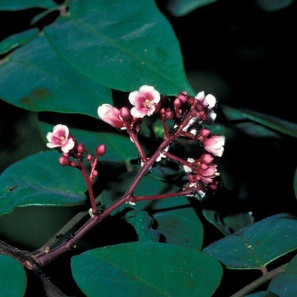 Averrhoa carambola Bloem