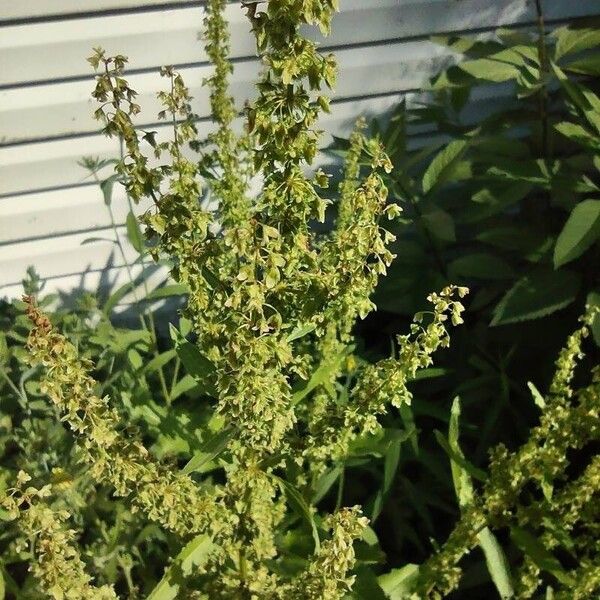 Rumex crispus Flower