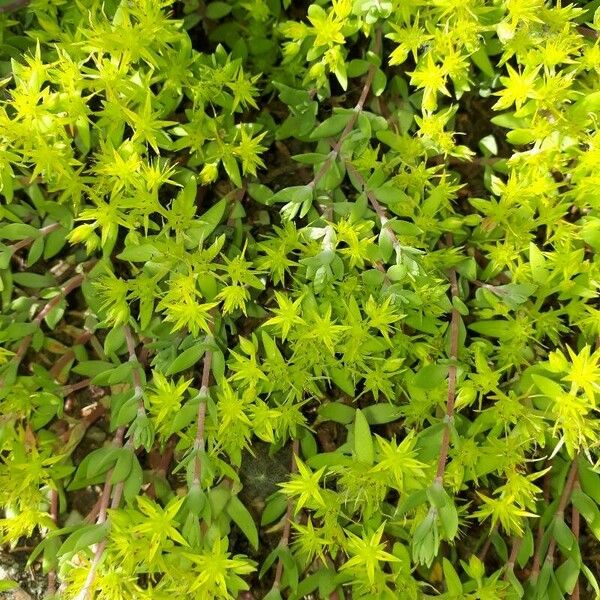 Sedum sarmentosum Blomst