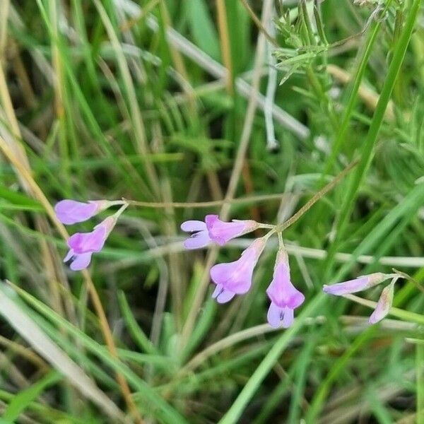 Vicia parviflora Kukka