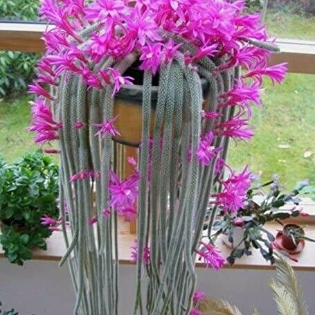 Aporocactus flagelliformis Flower