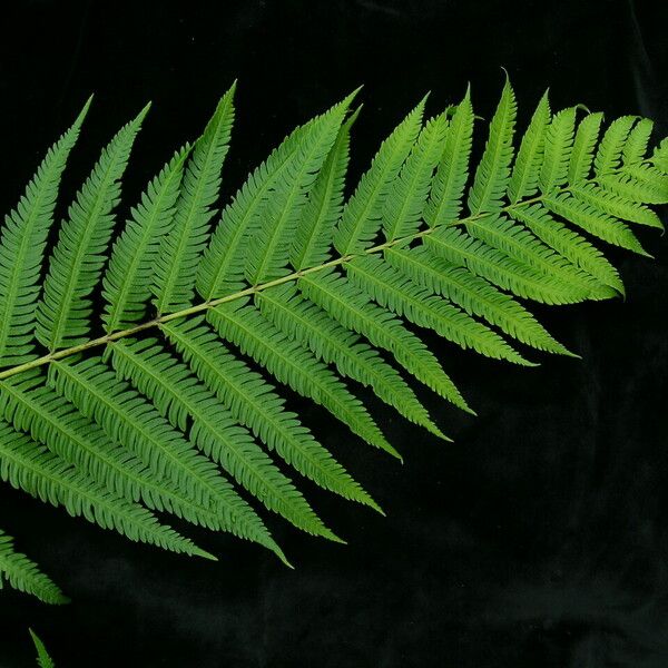 Pteris wallichiana पत्ता