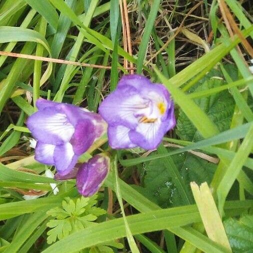 Freesia × kewensis Flor