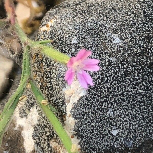 Dianthus nudiflorus Flower