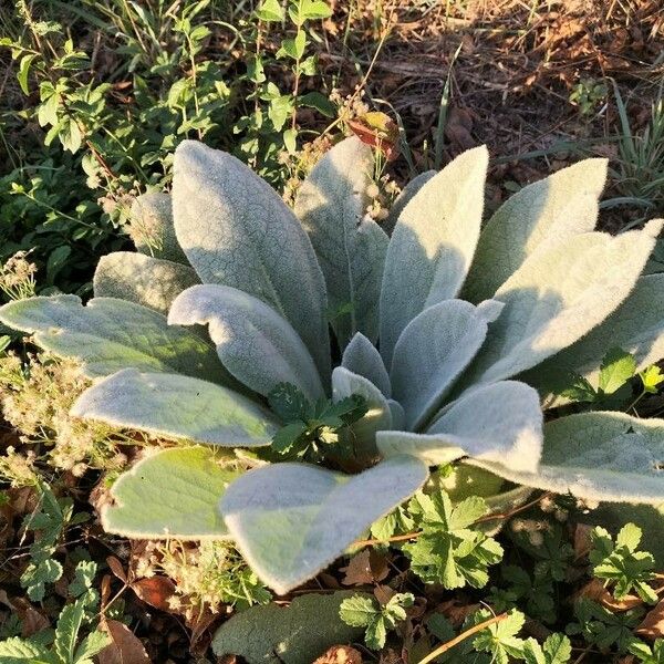 Verbascum boerhavii Folla