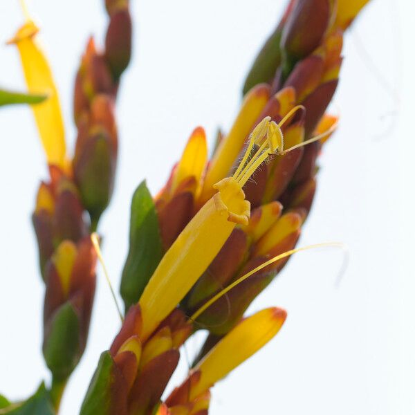 Sanchezia oblonga Flower