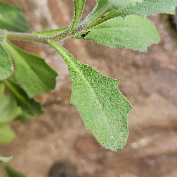 Arabis caucasica Leaf
