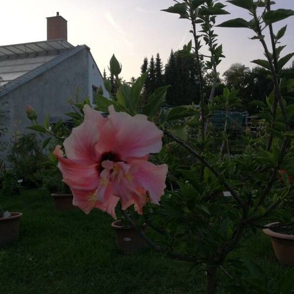 Hibiscus rosa-sinensis Flower