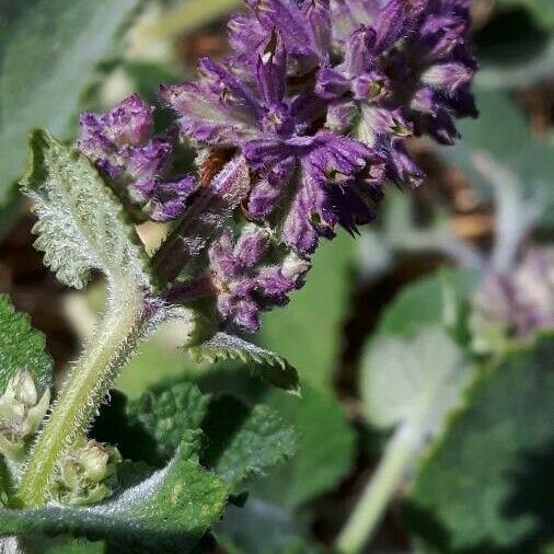 Salvia verticillata Flower