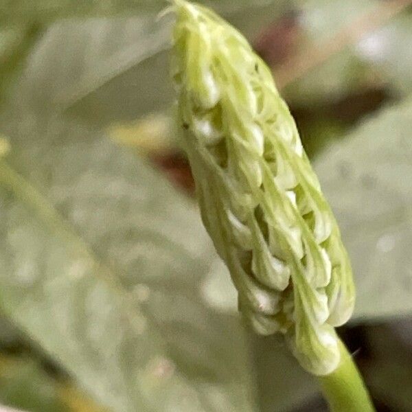 Ornithogalum pyrenaicum Flower