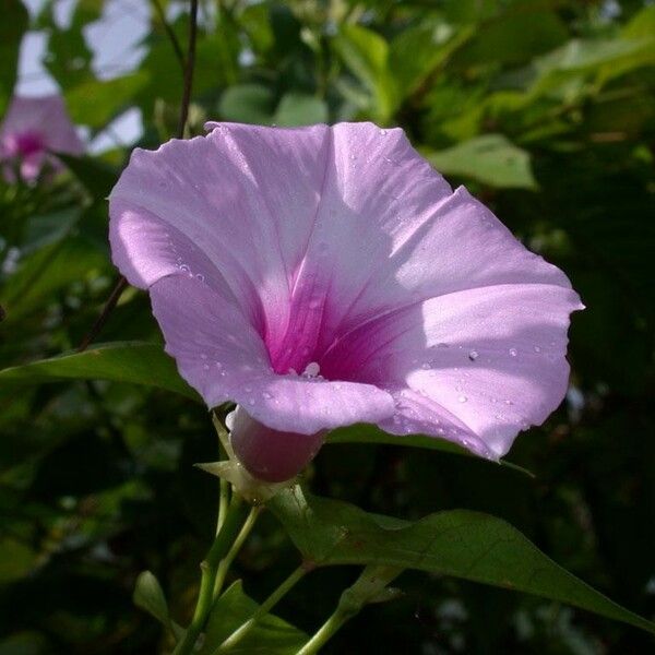 Ipomoea tiliacea Flors