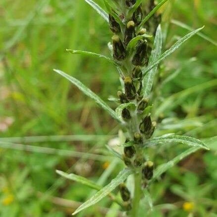 Gnaphalium sylvaticum Flower